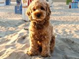 MALTİPOO CİNSİ YAVRULAR EV ÜRETİMİ