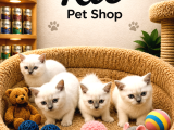 Mükemmel Güzellikte British Shorthair Blue Point Yavrularımı