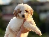 Maltese Terri̇er Ci̇nsi̇ Yavrular