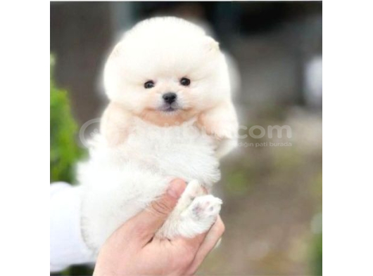 Pomerri̇an Boo Sevi̇mli̇ Yavrular