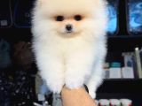 POMERRİAN BOO SEVİMLİ YAVRULAR