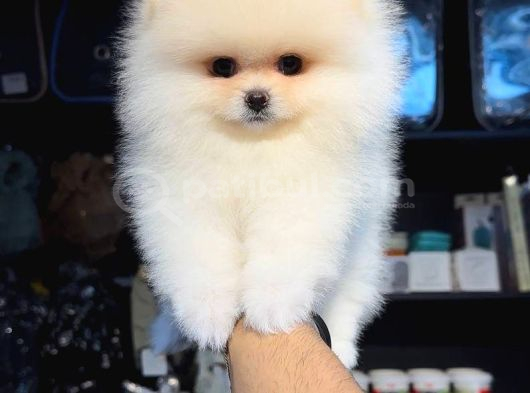 Pomerri̇an Boo Sevi̇mli̇ Yavrular