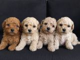 MALTİPOO CİNSİ YAVRULAR EV ÜRETİMİ