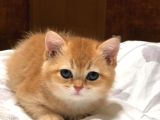 A Kali̇te Bri̇thi̇ş Şhorthai̇r Golden Yavrular