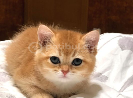 A Kali̇te Bri̇thi̇ş Şhorthai̇r Golden Yavrular görsel