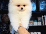 Pomerri̇an Boo Sevi̇mli̇ Yavrular