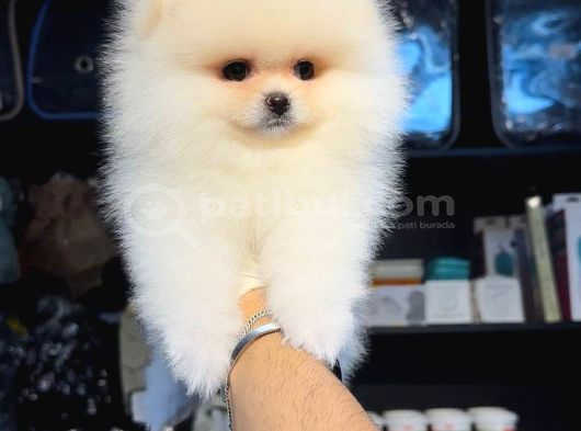 Pomerri̇an Boo Sevi̇mli̇ Yavrular görsel