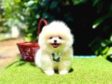 Pomeranian Boo En Kucuk Yavrular