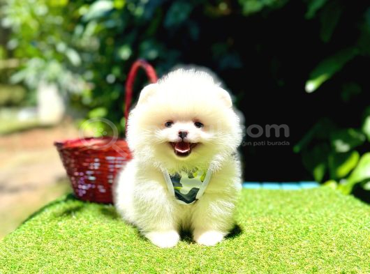 Pomeranian Boo En Kucuk Yavrular görsel