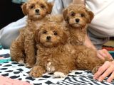 TOY POODLE SEVİMLİ YAVRULAR EV ÜRETİMİ