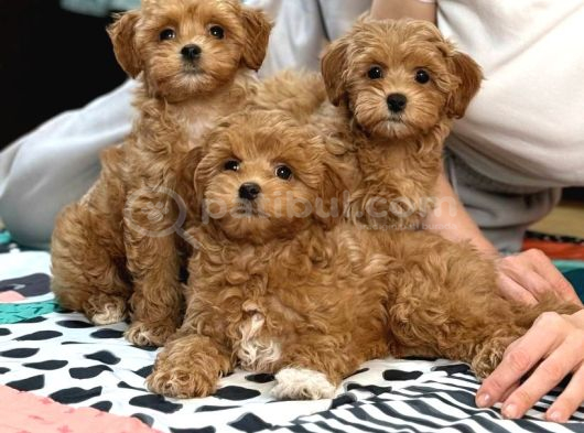 Toy Poodle Sevi̇mli̇ Yavrular Ev Üreti̇mi̇