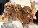 Toy Poodle Sevi̇mli̇ Yavrular Ev Üreti̇mi̇
