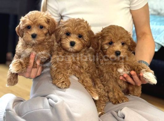 Toy Poodle Sevi̇mli̇ Yavrular Ev Üreti̇mi̇ görsel