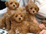 Toy Poodle Sevi̇mli̇ Yavrular Ev Üreti̇mi̇