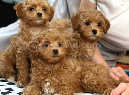 Toy Poodle Sevi̇mli̇ Yavrular Ev Üreti̇mi̇ görsel