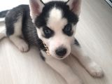 Dişi Husky Sibirya Kurdu
