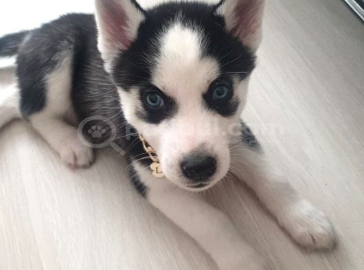 Dişi Husky Sibirya Kurdu görsel