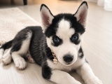 Dişi Husky Sibirya Kurdu