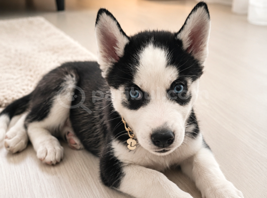Dişi Husky Sibirya Kurdu görsel