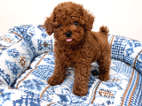 Kalite ve sağlığın buluştuğu kore poodle yavrular