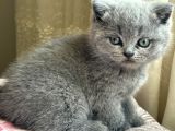 Mükemmel Güzellikte British Shorthair Yavrularımız