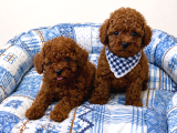 Kalite Ve Sağlığın Buluştuğu Kore Poodle Yavrular