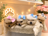 Dünyalar Tatlısı Japon  Pomeranian Yavrularımız