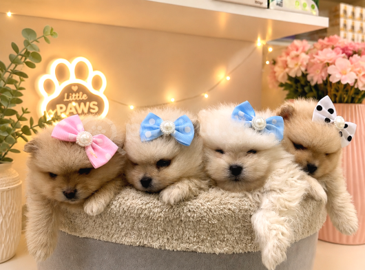 Dünyalar Tatlısı Japon  Pomeranian Yavrularımız görsel