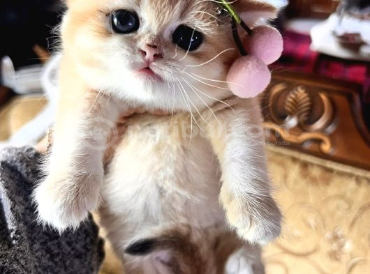 Saf Kan Golden British Shorthair Yavrularwcf Kayıtlı