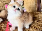 Saf Kan Golden British Shorthair Yavrularwcf Kayıtlı