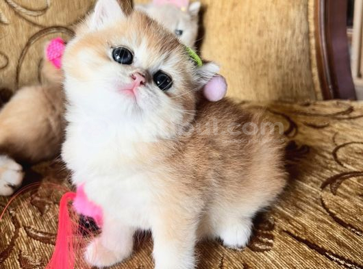 Saf Kan Golden British Shorthair Yavrularwcf Kayıtlı görsel