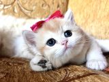 Saf Kan Golden British Shorthair Yavrularwcf Kayıtlı