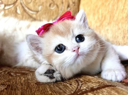 Saf Kan Golden British Shorthair Yavrularwcf Kayıtlı görsel