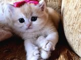 Saf Kan Golden British Shorthair Yavrularwcf Kayıtlı
