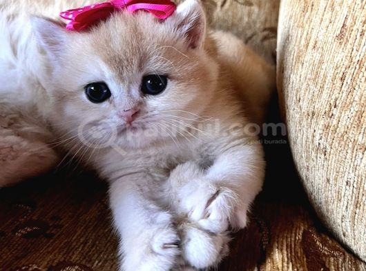 Saf Kan Golden British Shorthair Yavrularwcf Kayıtlı görsel