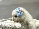 Dünyalar Tatlısı Japon  Pomeranian Yavrularımız