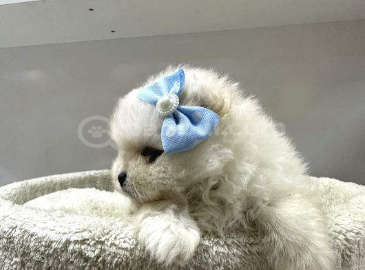 Dünyalar Tatlısı Japon  Pomeranian Yavrularımız görsel