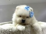 Dünyalar Tatlısı Japon  Pomeranian Yavrularımız