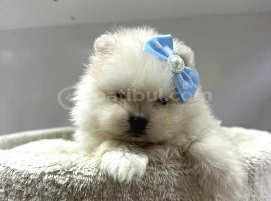 Dünyalar Tatlısı Japon  Pomeranian Yavrularımız görsel