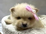 Dünyalar Tatlısı Japon  Pomeranian Yavrularımız