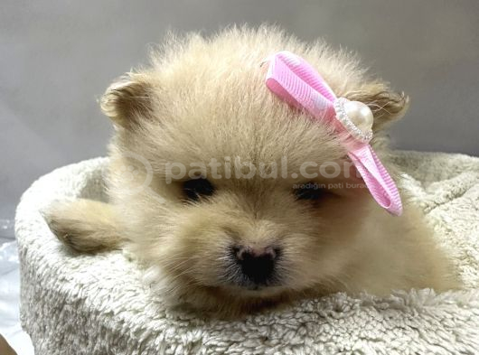 Dünyalar Tatlısı Japon  Pomeranian Yavrularımız görsel