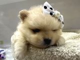 Dünyalar Tatlısı Japon  Pomeranian Yavrularımız