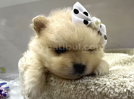 Dünyalar Tatlısı Japon  Pomeranian Yavrularımız
