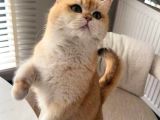 Zümrüt Yeşili Gözler Ny11-Ny12 British Bebekler