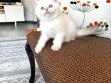 Safkan Birtish Bebekler