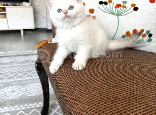 Safkan Birtish Bebekler görsel
