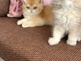 Safkan Birtish Bebekler