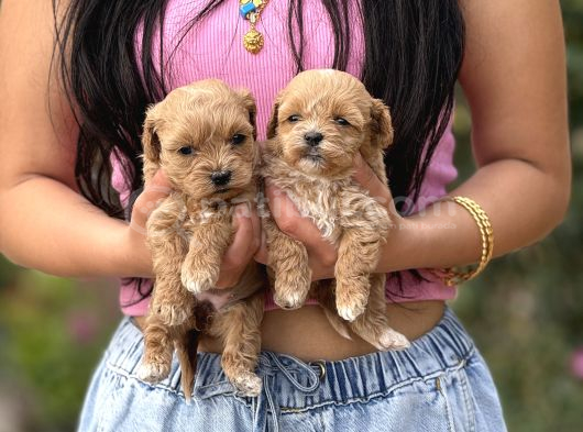 Teacup büyümeyen korea maltipoo bebekler