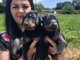 Secereli Üst Kalite Doberman Yavrularım