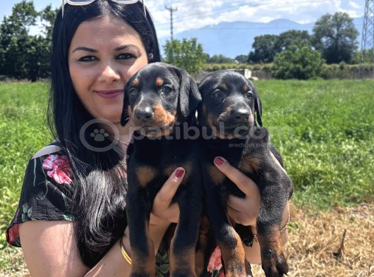 Üst kalite doberman yavrularım